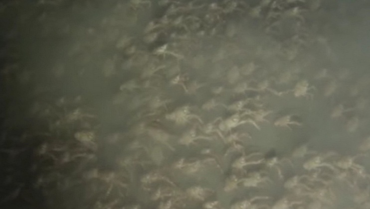 Scientists have no Explanation for this Mysterious Swarm of thousands of Crabs